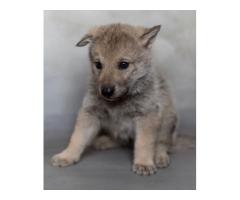 Wolf Puppies for sale Vanderbijlpark
