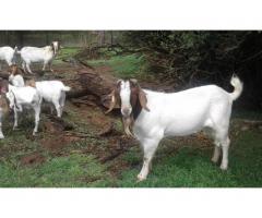 BOER GOATS FOR SALE WHATSAPP ME @ +27631521991