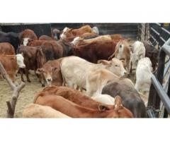 Beef weaned calves