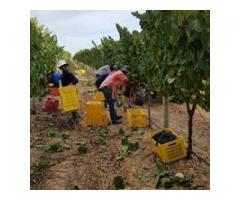 Mitre's Edge Wine Estate