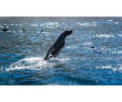 Snorkel With Seals