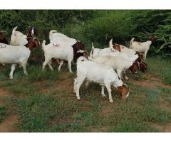 Healthy and vaccinated boer goats