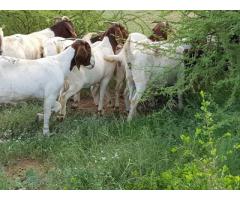 Healthy and vaccinated boer goats