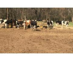 Livestocks Merino Sheep, lamb,Boer Goats and Cattle ( Steer, Cows and Calf),Chicks