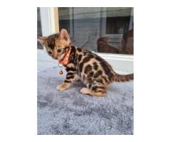 cute bengal kittens for sale