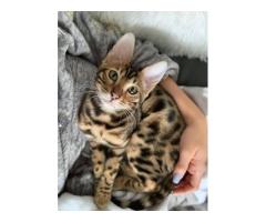 cute bengal kittens for sale