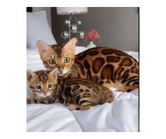 cute bengal kittens for sale