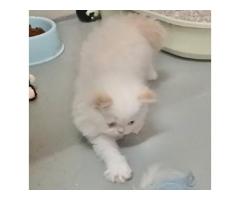 Persian kittens for sale