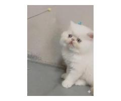 Persian kittens for sale