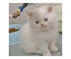 Persian kittens for sale