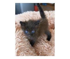Ragdoll kitten for sale