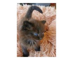 Ragdoll kitten for sale