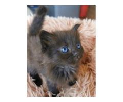 Ragdoll kitten for sale