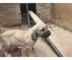 Boerboel puppies