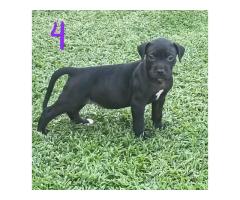 Pitbull Puppies for sale