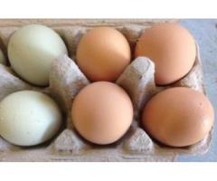 Fresh Brown/White Chicken Eggs for Sale