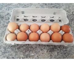 Fresh Brown/White Chicken Eggs for Sale