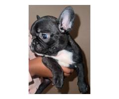 French Bulldog Puppies for Sale