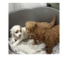 cavapoo puppies for sale