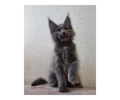 Purebred Maine Coon Kittens for Sale