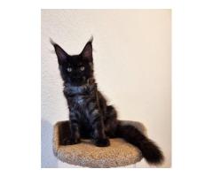 Purebred Maine Coon Kittens for Sale