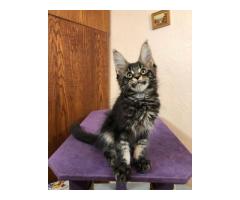 Purebred Maine Coon Kittens for Sale
