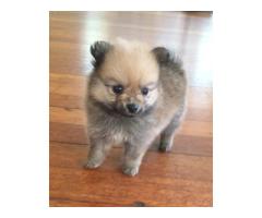 Toypom Pomeranian puppies for sale