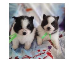 Toypom Pomeranian puppies for sale