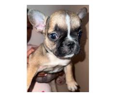 French Bulldog Puppies for Sale