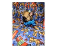 French Bulldog Puppies for Sale