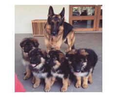 German shepherd puppies for sale