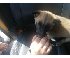 Belgian malinois for sale in boksburg