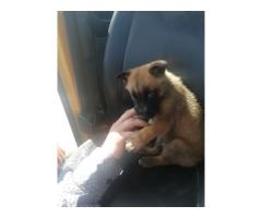 Belgian malinois for sale in boksburg
