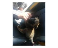 Belgian malinois for sale in boksburg