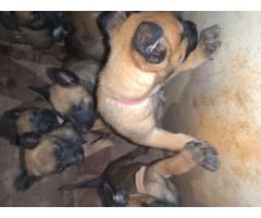 Belgian malinois puppies available