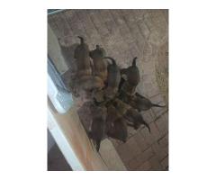 Belgian malinois puppies available