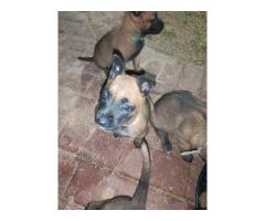 Belgian malinois puppies available