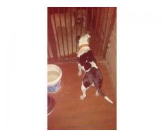 Pitbull x Bull Terrier puppies for sale