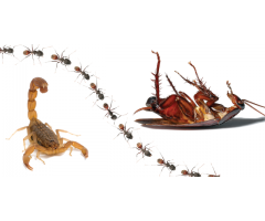 Pest Managers Cape Town