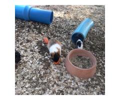 Guinea Pigs
