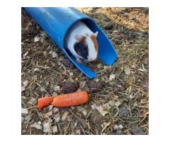 Guinea Pigs