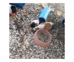 Guinea Pigs