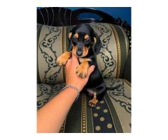 Miniature Size Dachshund Puppies