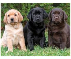 Lovely Labrador Retriever Puppies Ready for New Homes