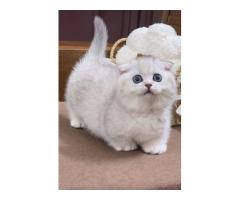 Charming Munchkin Kitten