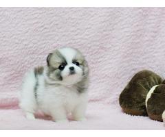 9-week-old male Pomeranian