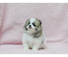 9-week-old male Pomeranian