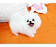 9-week-old male Pomeranian