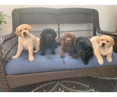 Labrador Retriever Puppies for Sale – South Africa