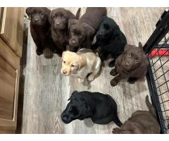 Labrador Retriever Puppies for Sale – South Africa